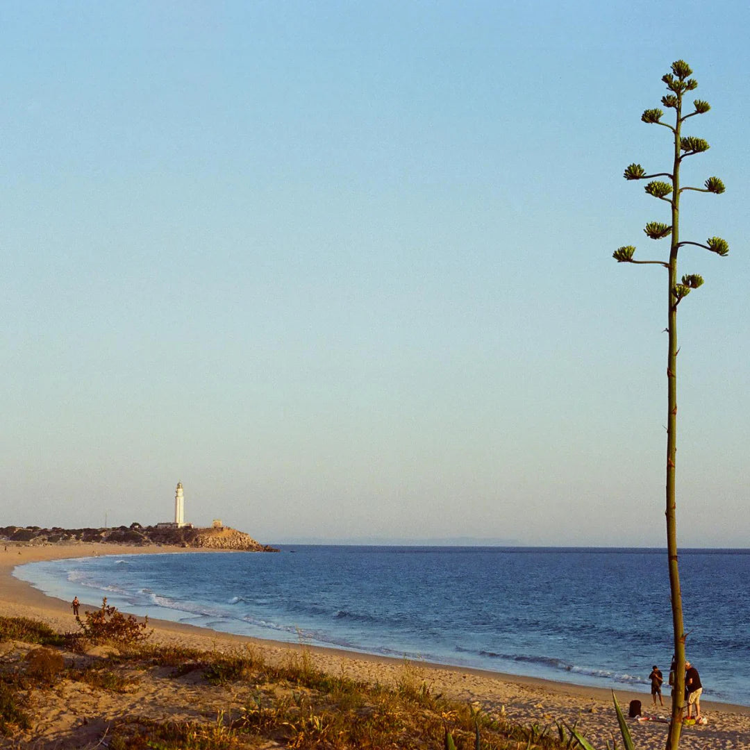 Candido200 Colour Film -36 exp